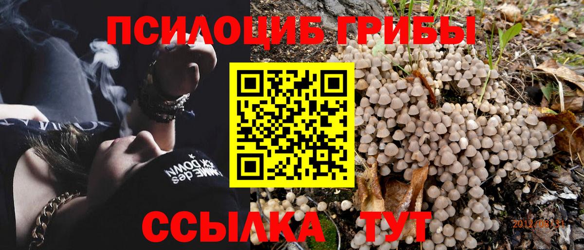 Псилоцибиновые грибы Cubensis Скопин